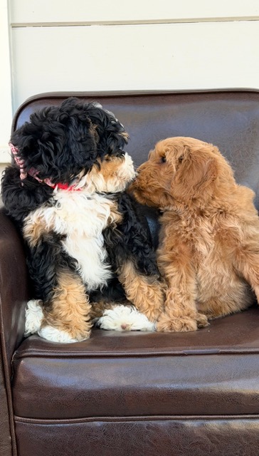 Two fluffy puppies sitting together on a brown leather chair, touching noses sweetly.
